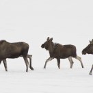 Mother, daughter and son. Lom / Norway